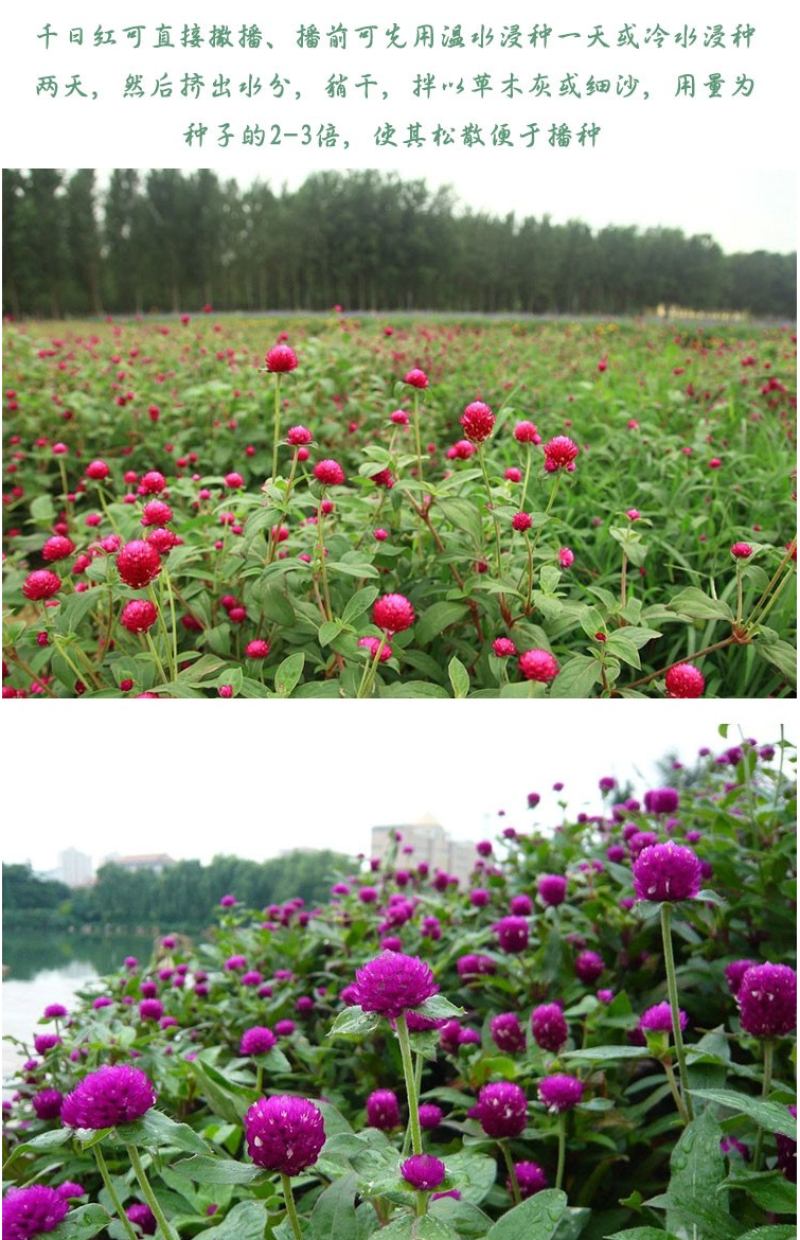 千日红花种春秋播种花海景观庭院阳台花卉盆栽花籽火球花种子
