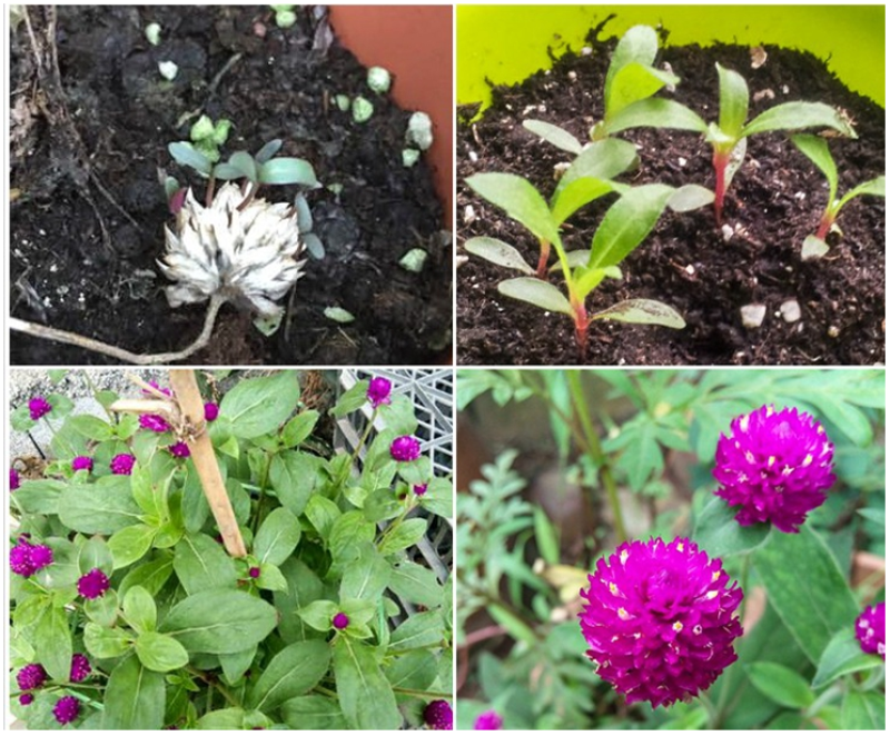 千日红花种春秋播种花海景观庭院阳台花卉盆栽花籽火球花种子