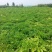 白芷种子种苗可提供专业技术指导，可签回收合同