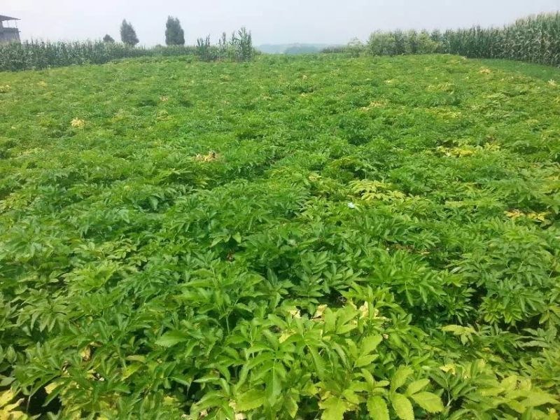 白芷种子种苗可提供专业技术指导，可签回收合同