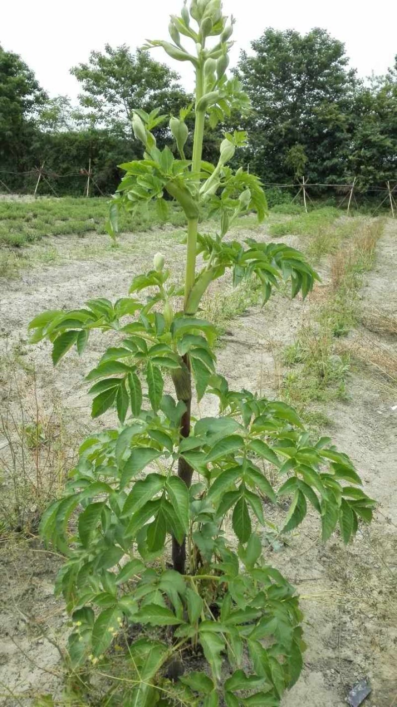 白芷种子种苗可提供专业技术指导，可签回收合同