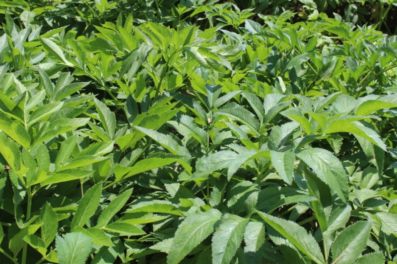 白芷种子种苗可提供专业技术指导，可签回收合同