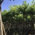 大量出售各种规格的黄花梨；有须联系我价格优惠