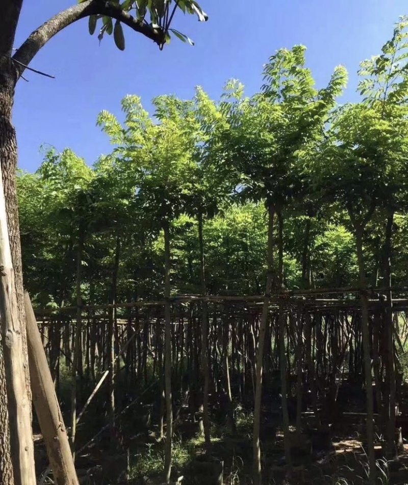 大量出售各种规格的黄花梨；有须联系我价格优惠