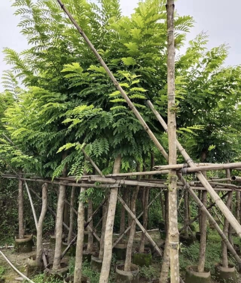 大量出售各种规格的黄花梨；有须联系我价格优惠