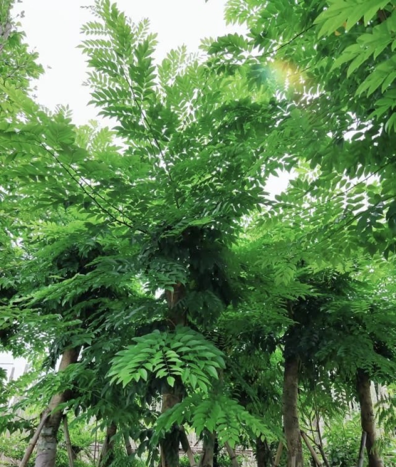 大量出售各种规格的黄花梨；有须联系我价格优惠