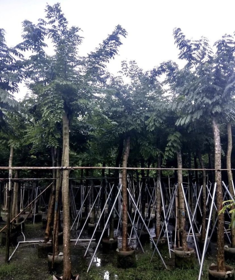 大量出售各种规格的黄花梨；有须联系我价格优惠