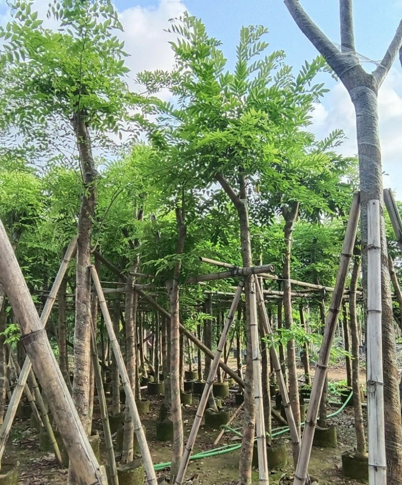 大量出售各种规格的黄花梨；有须联系我价格优惠