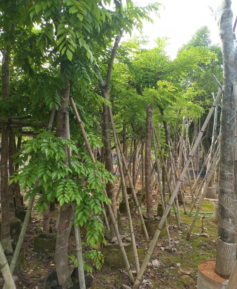 大量出售各种规格的黄花梨；有须联系我价格优惠