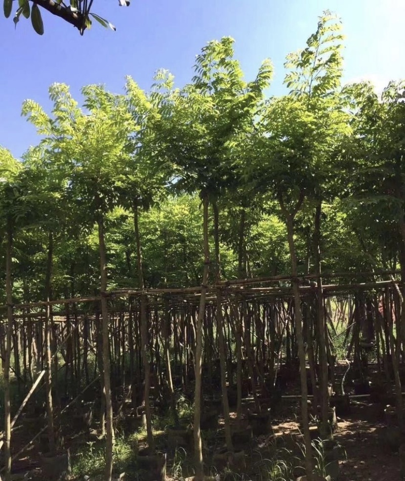 大量出售各种规格的黄花梨；有须联系我价格优惠