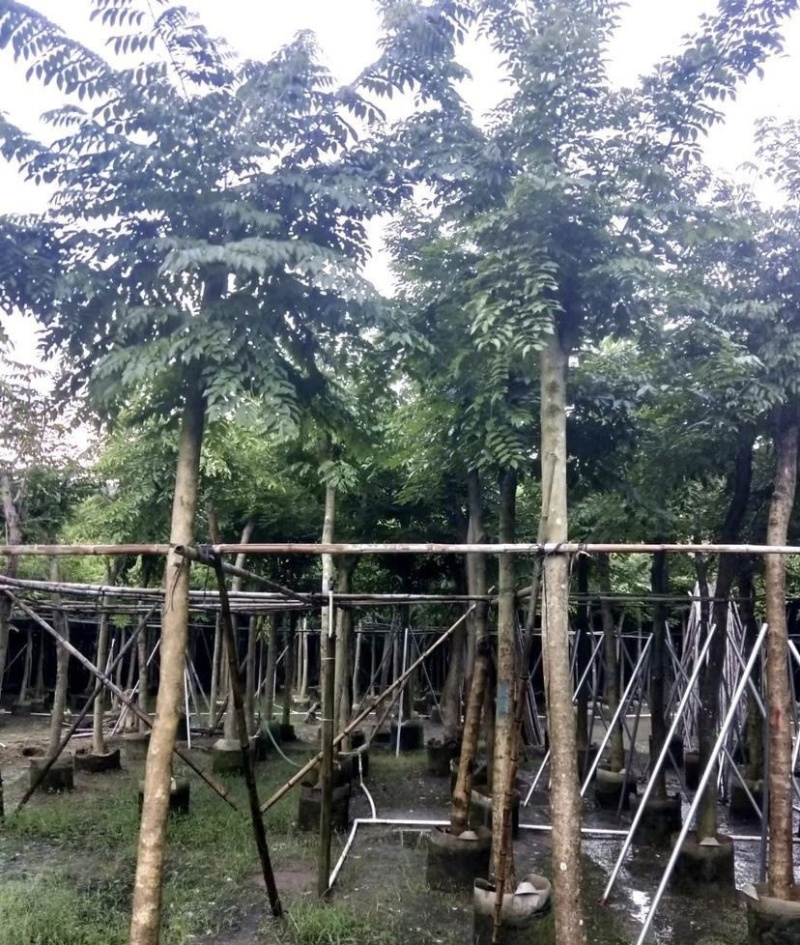 大量出售各种规格的黄花梨；有须联系我价格优惠