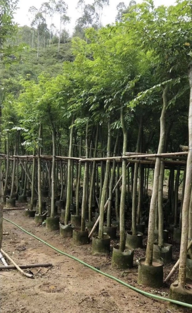 大量出售各种规格的黄花梨；有须联系我价格优惠