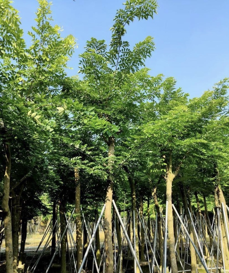大量出售各种规格的黄花梨；有须联系我价格优惠