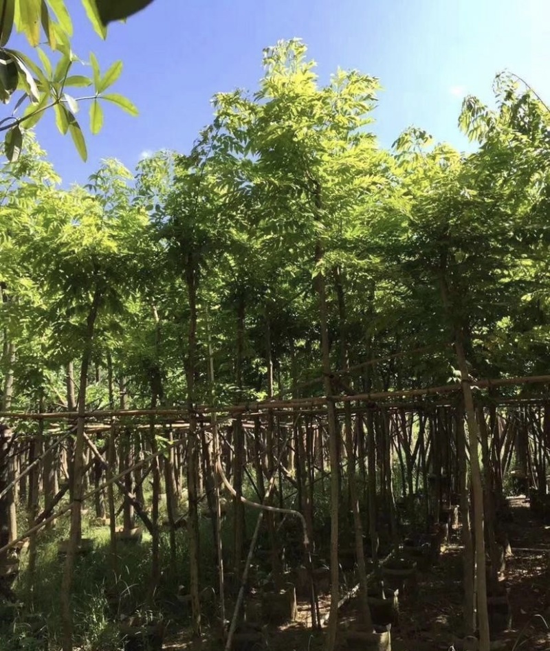 大量出售各种规格的黄花梨；有须联系我价格优惠