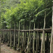 大量出售各种规格的黄花梨；有须我价格