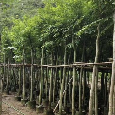 大量出售各种规格的黄花梨；有须联系我价格优惠