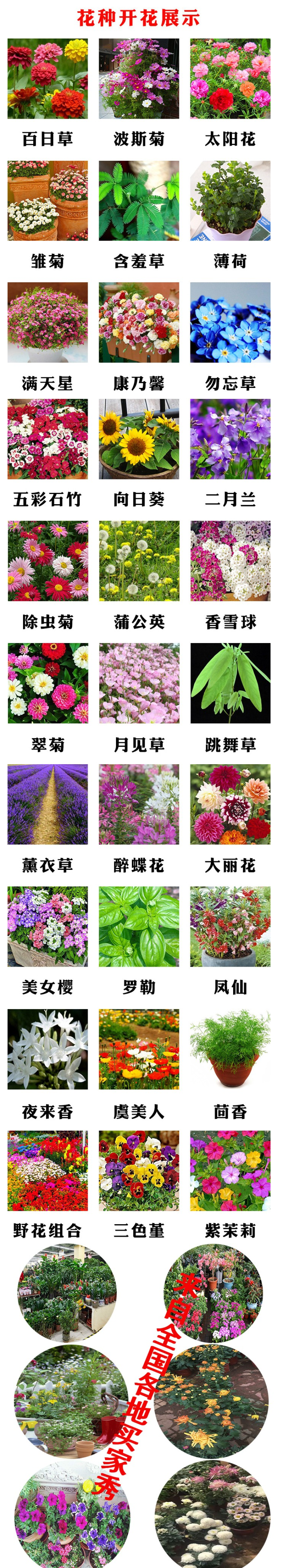 千日红花种春秋播种花海景观庭院阳台花卉盆栽花籽火球花种子