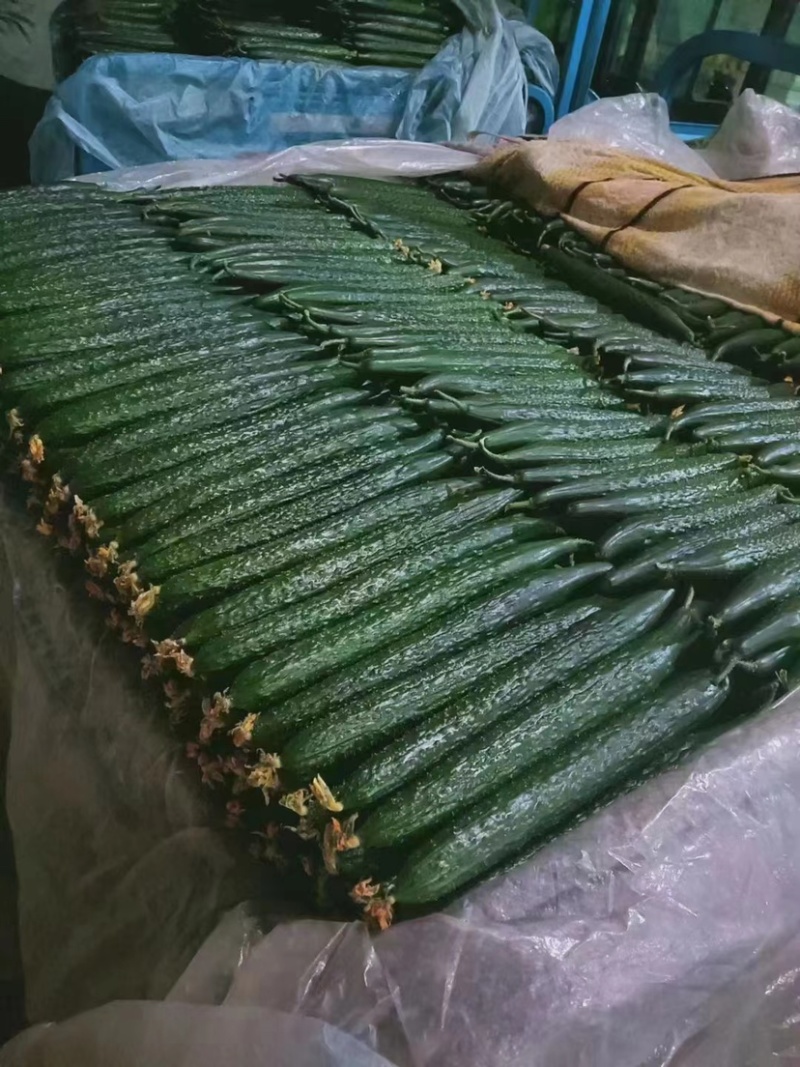 河北黄瓜大量供应，新鲜上市，全国供货，欢迎合作！
