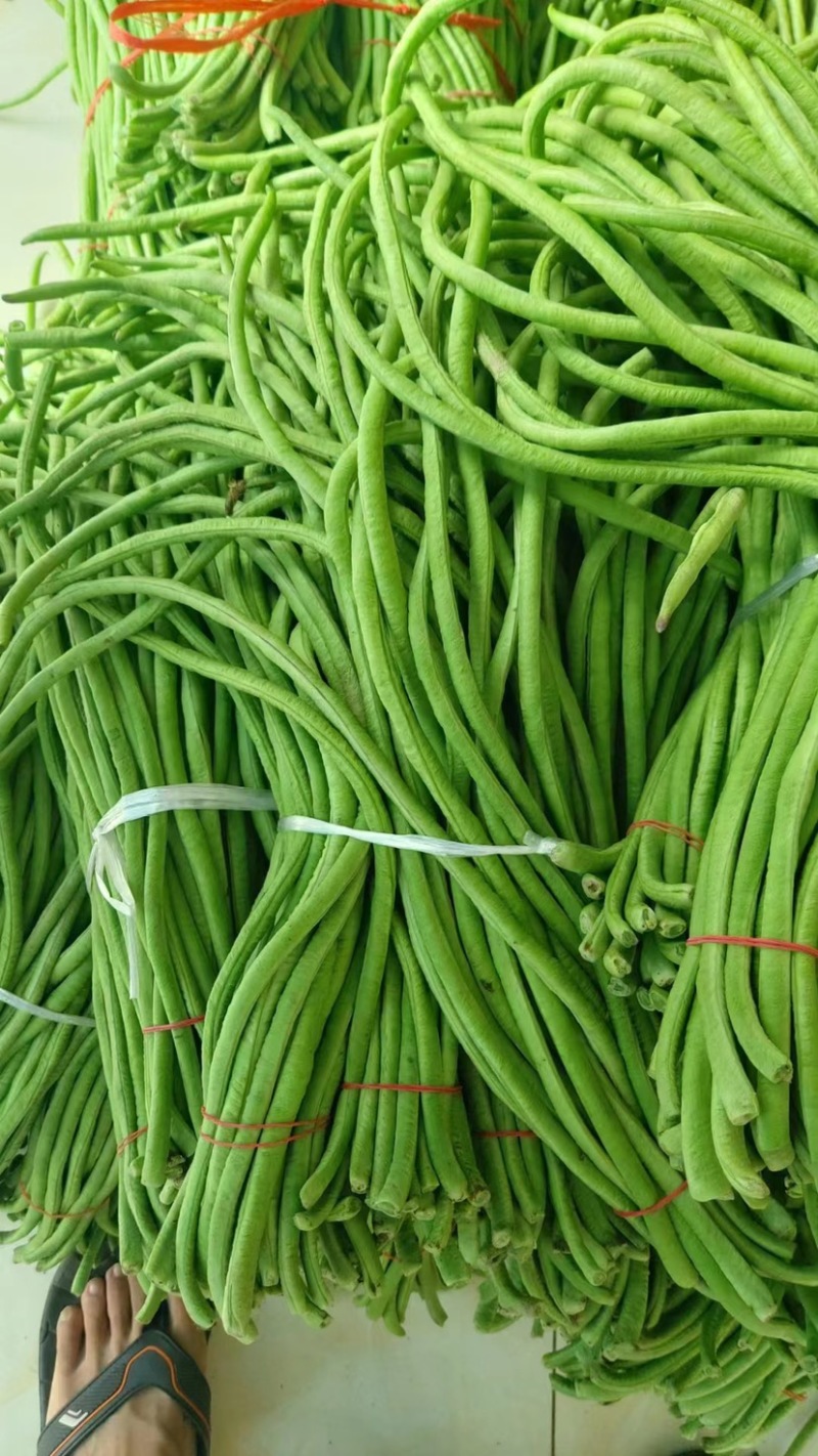 河北精品青条豆角，保质保量，色泽好无虫蛀，诚信经营！