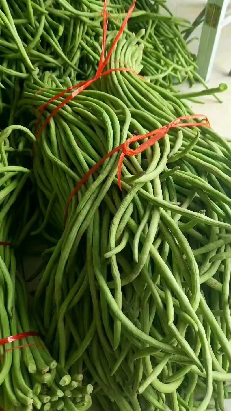 河北精品青条豆角，保质保量，色泽好无虫蛀，诚信经营！
