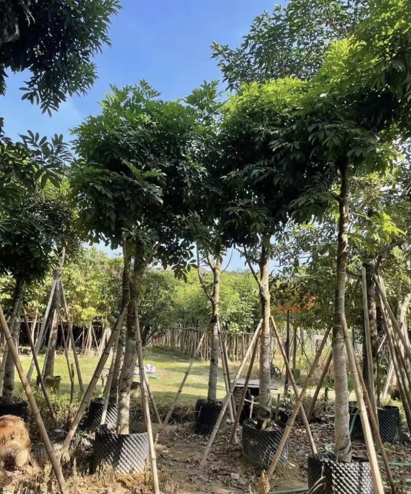 大量出售各种规格的海南红豆有须联系我价格优惠