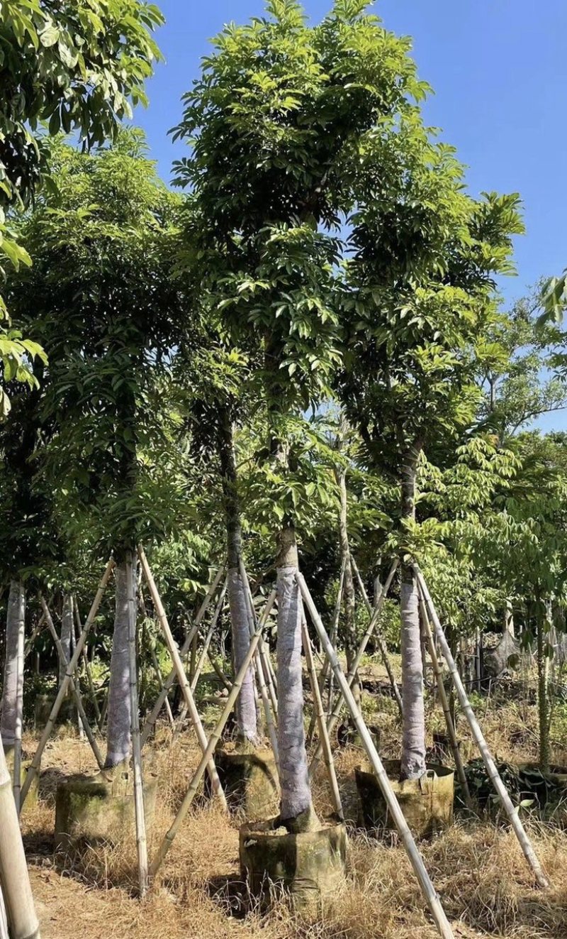 大量出售各种规格的海南红豆有须联系我价格优惠