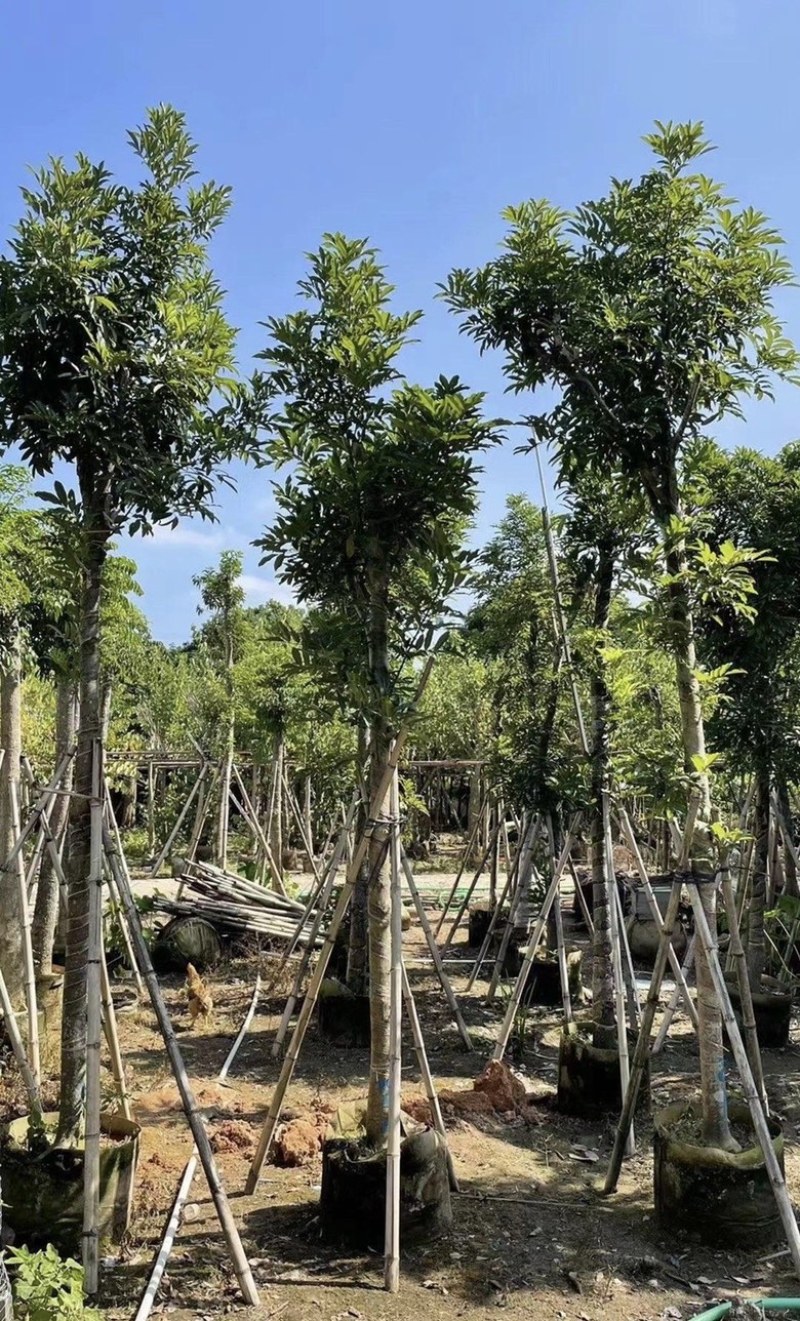 大量出售各种规格的海南红豆有须联系我价格优惠