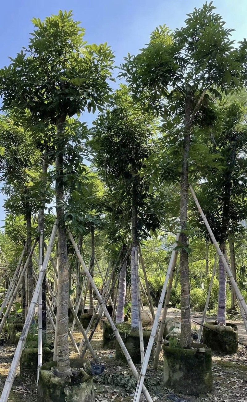 大量出售各种规格的海南红豆有须联系我价格优惠