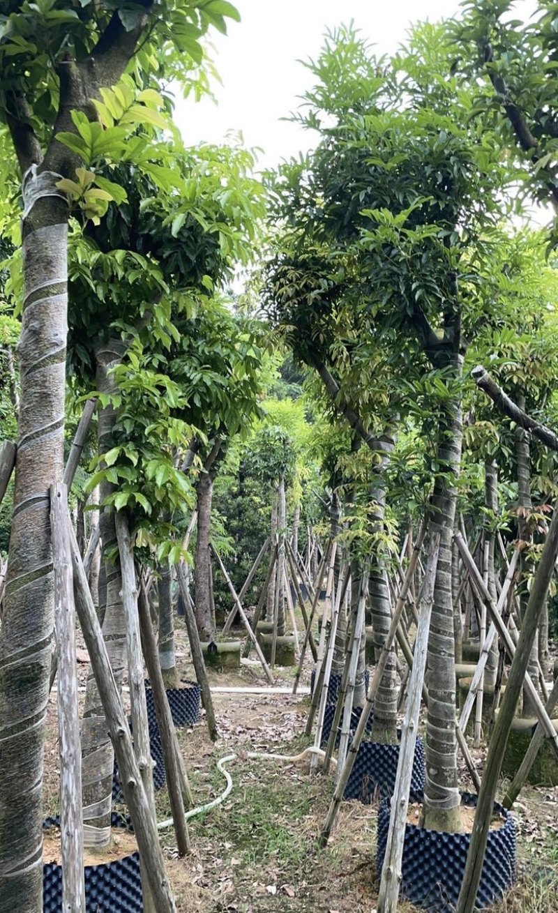 大量出售各种规格的海南红豆有须联系我价格优惠