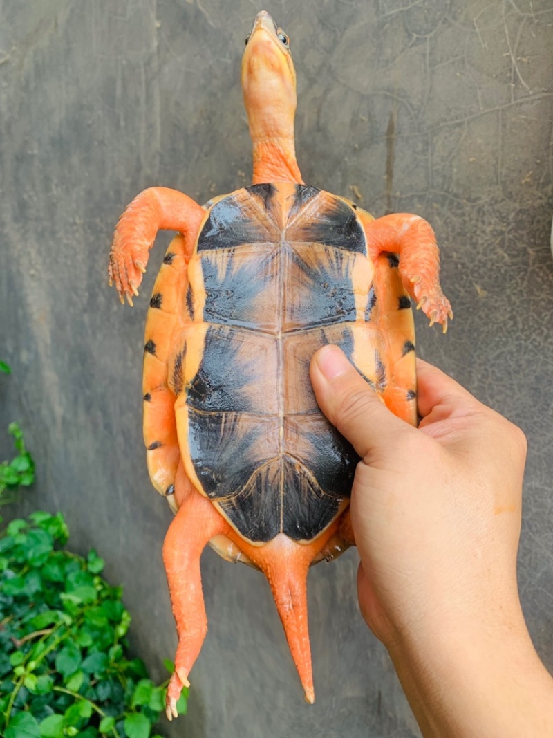 西线海南大黄头公