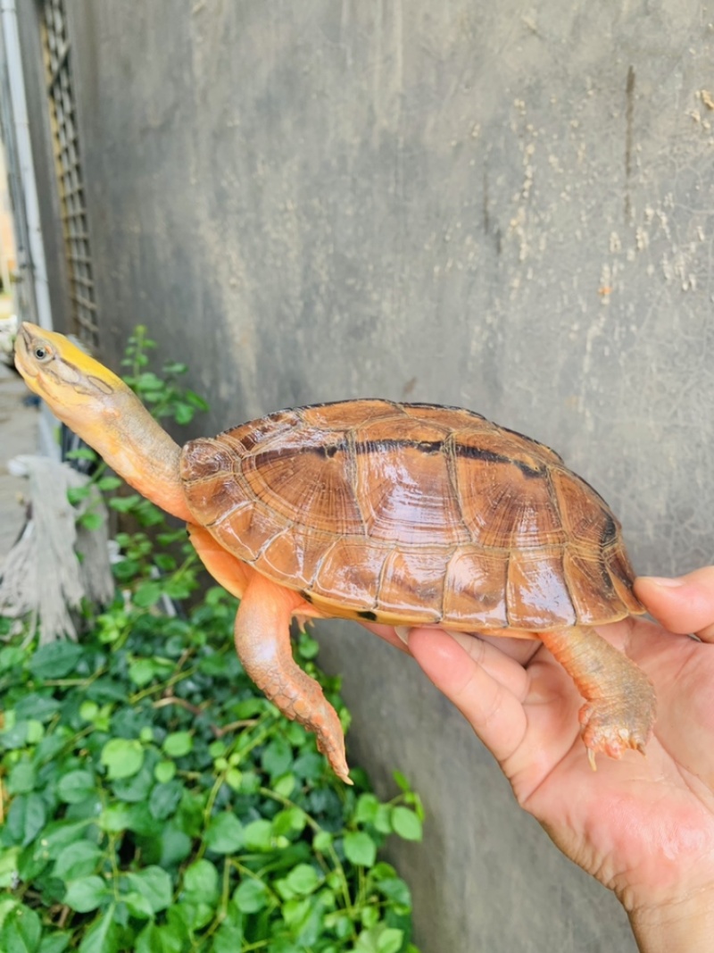西线海南大黄头公