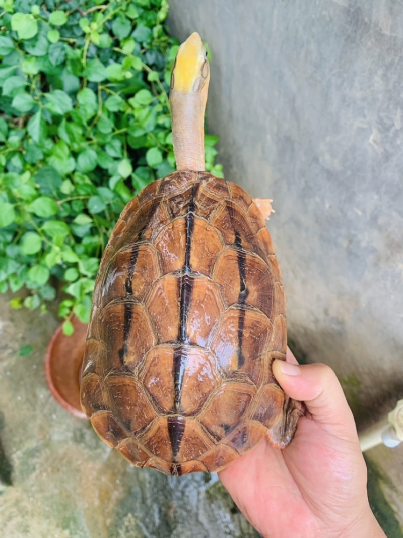 西线海南大黄头公