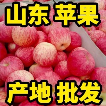 红富士膜袋纸袋苹果】大量上市口感脆甜保质保量全国代发