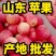 红富士膜袋纸袋苹果】大量上市口感脆甜保质保量全国代发