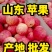 红富士膜袋纸袋苹果】大量上市口感脆甜保质保量全国代发