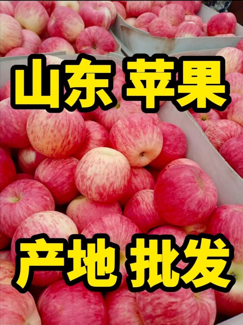 红富士膜袋纸袋苹果】大量上市口感脆甜保质保量全国代发