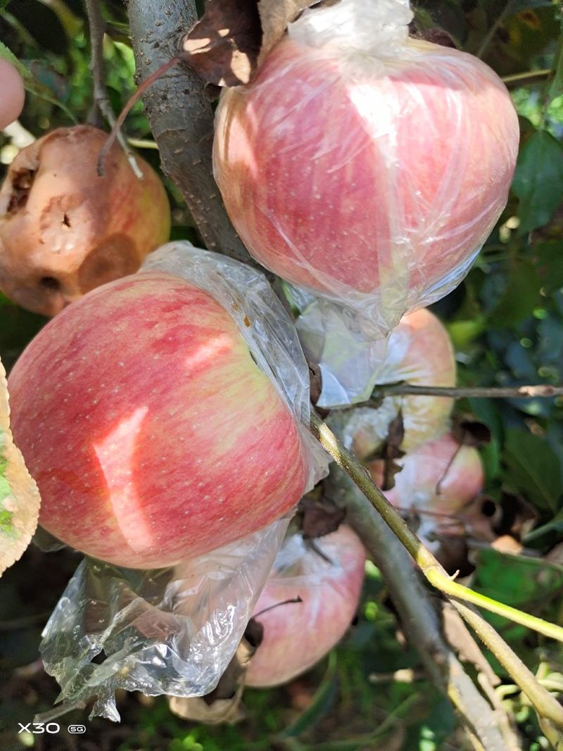 红富士膜袋纸袋苹果】大量上市口感脆甜保质保量全国代发