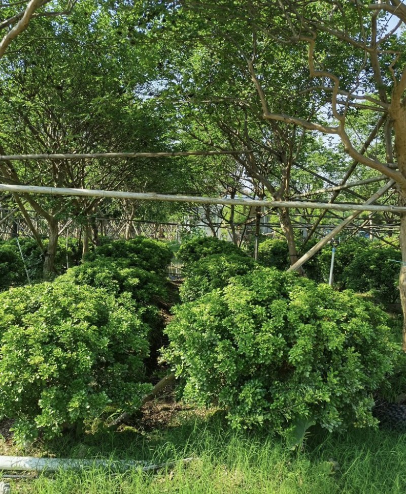 大量出售各种规格的米兰球有须联系我价格优惠