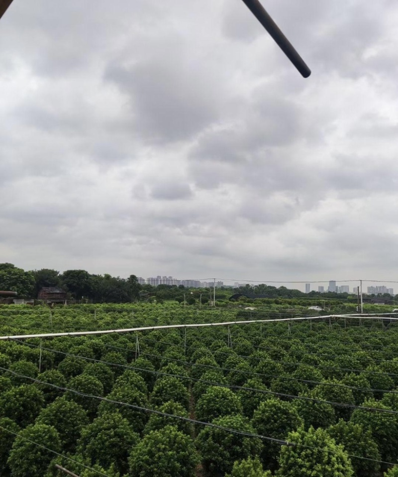 大量出售各种规格的米兰球有须联系我价格优惠
