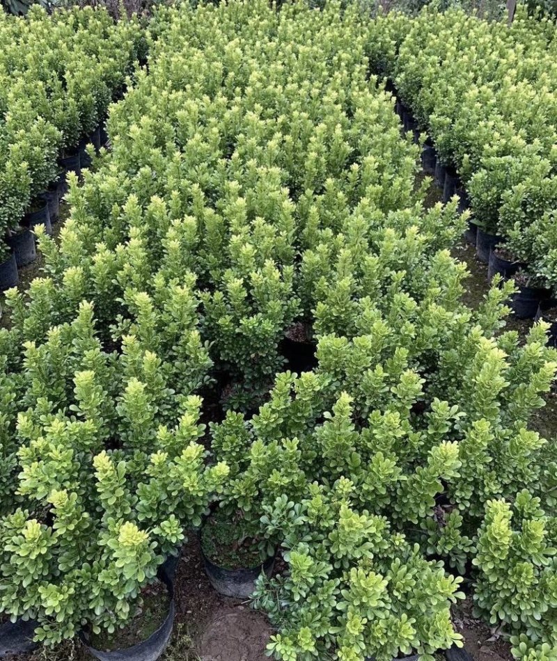 大量出售各种规格的米兰球有须联系我价格优惠