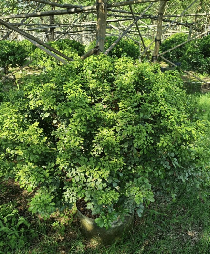 大量出售各种规格的米兰球有须联系我价格优惠