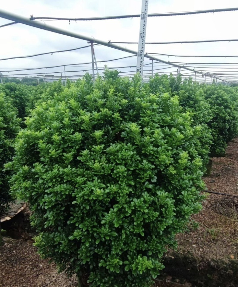 大量出售各种规格的米兰球有须联系我价格优惠