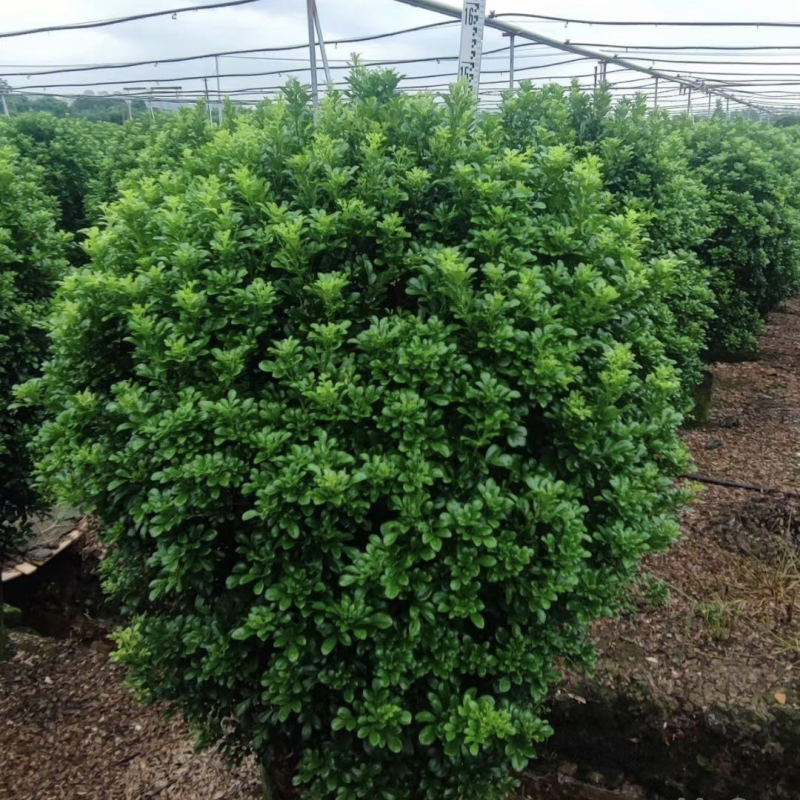大量出售各种规格的米兰球有须联系我价格优惠