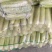 白黄瓜湖北长阳高山白黄瓜。精选好物！