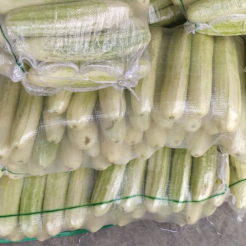 白黄瓜湖北长阳高山白黄瓜。精选好物！