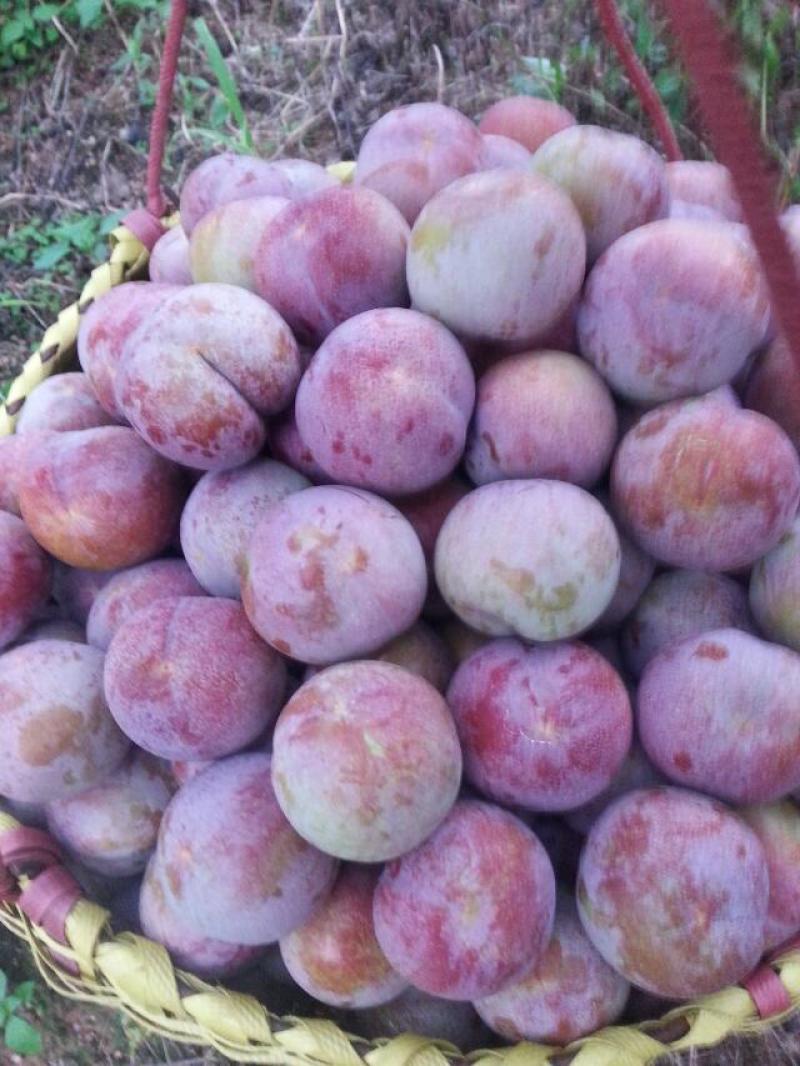 芙蓉李大量上市了，代办，欢迎各位老板来订购