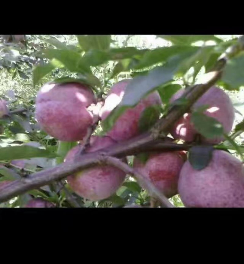 芙蓉李大量上市了，代办，欢迎各位老板来订购