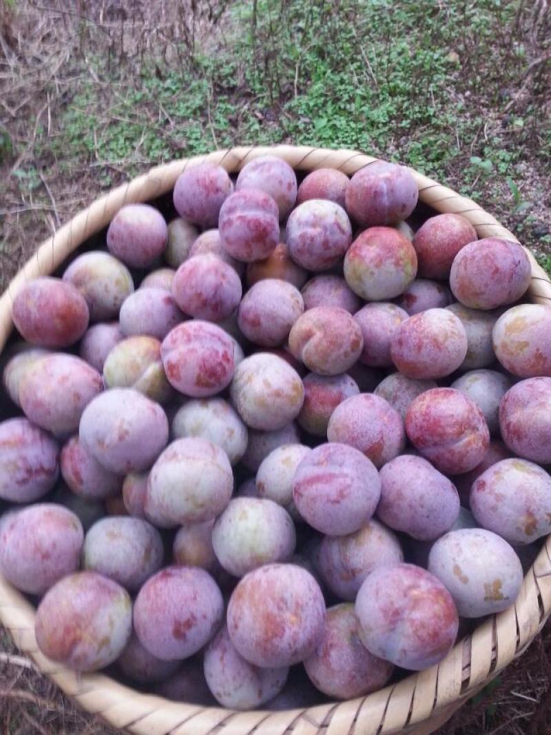 芙蓉李大量上市了，代办，欢迎各位老板来订购