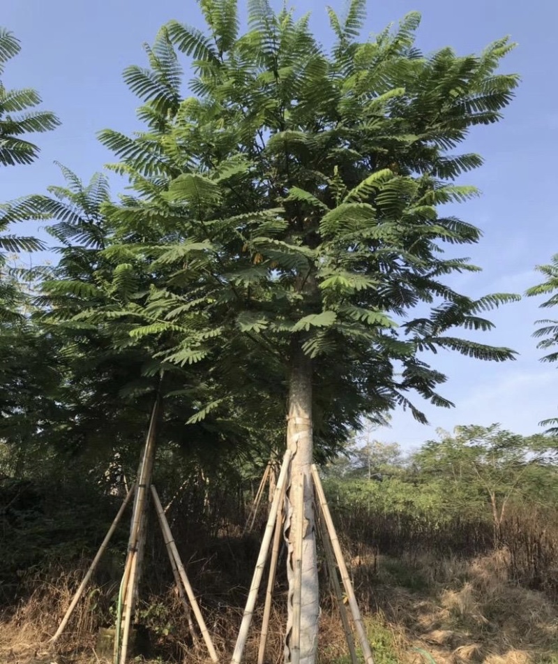 大量出售各种规格的南洋楹有须联系我价格优惠