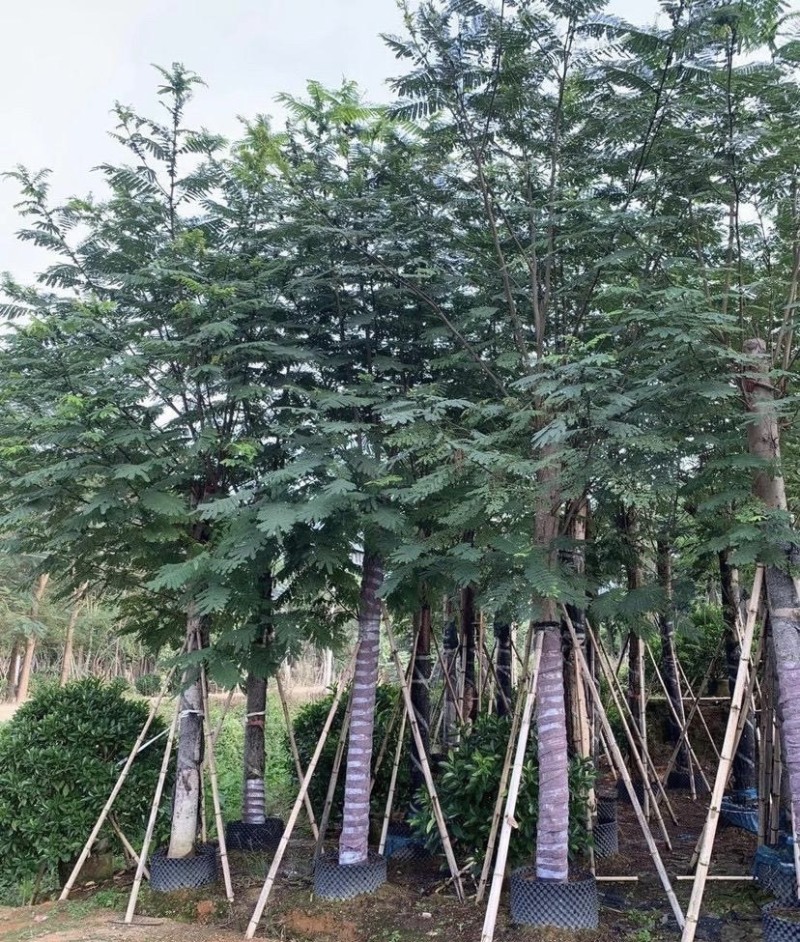 大量出售各种规格的南洋楹有须联系我价格优惠